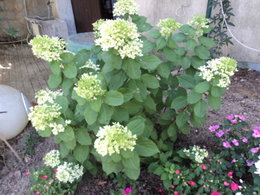 Hortensias et Hydrangeas