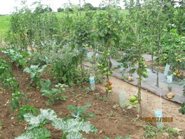 Pollinisation plant de tomates 