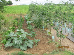 Pollinisation plant de tomates 