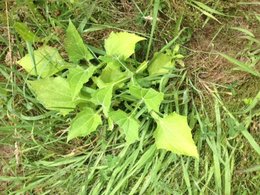 Pollinisation plant de tomates 