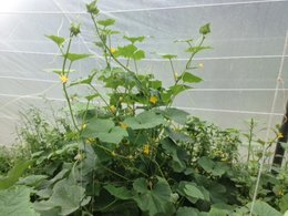 Pollinisation plant de tomates 