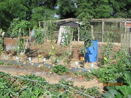 Taille des plants de tomates