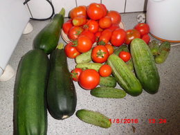 Taille des plants de tomates