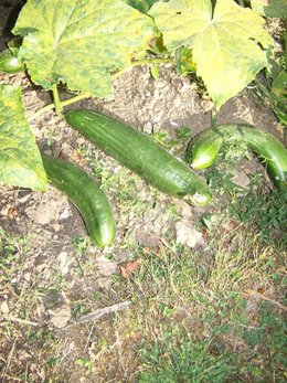 cornichon