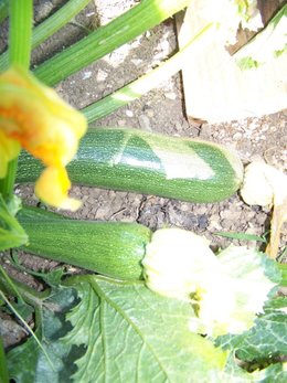 Courgette