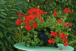 Quelles fleurs dans petite jardiniere en fonte ?