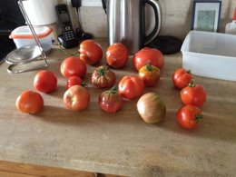 Taille des plants de tomates