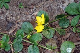 Quelles fleurs dans petite jardiniere en fonte ?