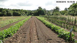 Semis de toutes les variétés de haricots