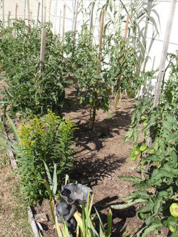 plants de tomates