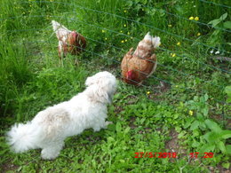 Poules et feuilles d'artichauts