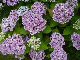 Hortensia - Hydrangea macrophylla