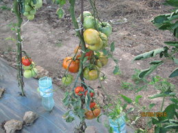 plans de tomates