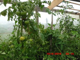 plans de tomates