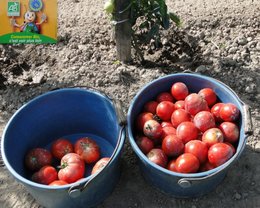 plans de tomates