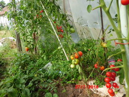 plans de tomates