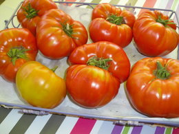 plans de tomates