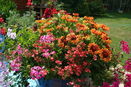 les fleurs de mon jardin