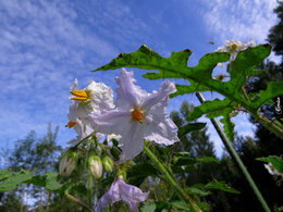 Attention aux rayons du soleil au jardin