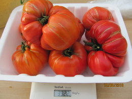 plans de tomates