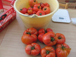 plans de tomates