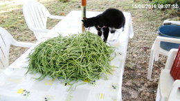 Semis de toutes les variétés de haricots