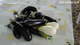 Aubergine - Solanum melongena