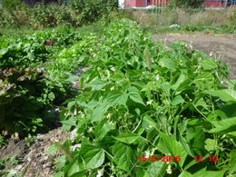 Semis de toutes les variétés de haricots