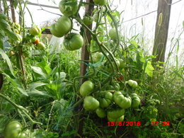 plans de tomates