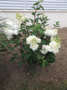 Hortensias et Hydrangeas