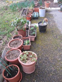 Plantes frileuses dehors