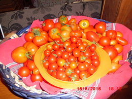 plans de tomates