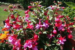 les fleurs de mon jardin