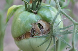 Tomates vertes abîmées