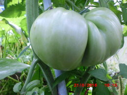 Tomates vertes abîmées