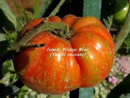 Tomates vertes abîmées