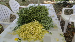 Semis de toutes les variétés de haricots