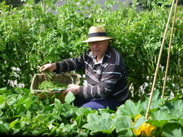 Semis de toutes les variétés de haricots