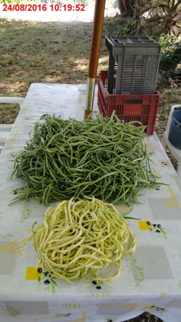 Semis de toutes les variétés de haricots