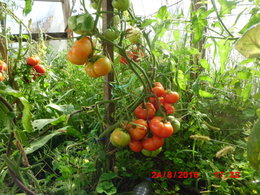 plans de tomates