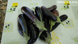 Aubergine - Solanum melongena