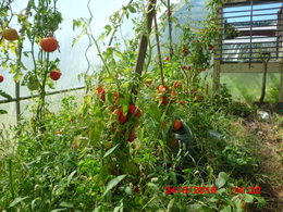 plans de tomates