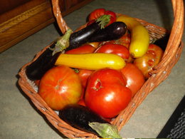 Aubergine - Solanum melongena