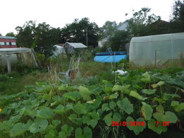 Quel type de piscine près du potager ?