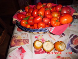 plans de tomates