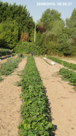 Semis de toutes les variétés de haricots