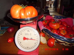 graines de tomates