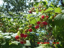 Framboise - Rubus idaeus