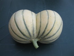 melon double