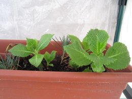 Bouturer l'hortensia